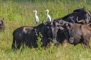 Serengeti--Egrets on Wildebeest