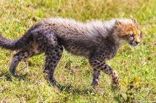 Serengeti--Fluffy Backed Cheetah Cub