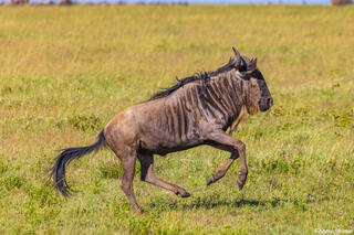 Serengeti--Galloping Wildebeest
