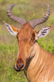 Serengeti--Hartebeest Portrait