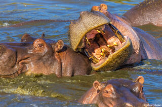 Serengeti--Hippo Pools