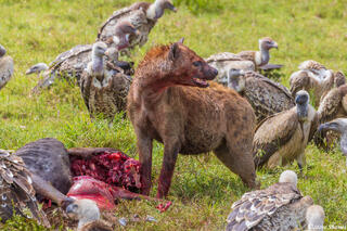 Serengeti--Hyena Eating Wildebeest