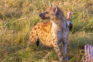Serengeti--Hyena on Guard