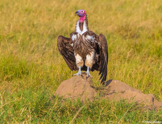 Serengeti--King of the Vultures