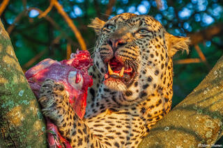 Serengeti--Leopard Eating Wildebeest Calf
