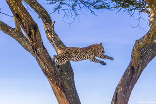 Serengeti--Leopard Jumping