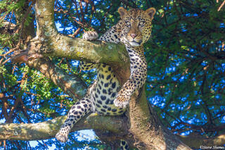 Serengeti--Leopard Keeping Watch