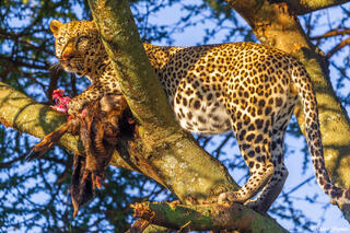 Serengeti--Leopard Meal in Tree
