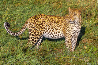 Serengeti--Leopard on Ground