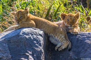 Serengeti--Lion Cubs on Rock