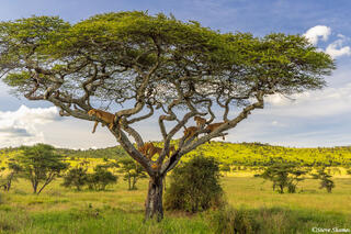 Serengeti--Lion Pride in Tree