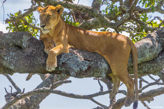 Serengeti--Lioness Relaxing