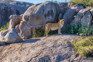Serengeti--Lioness Rock