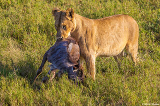 Serengeti--Lioness Steals Meal