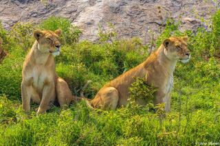 Serengeti--Lions Watching Zebras