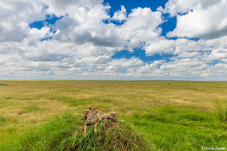 Serengeti--Plains