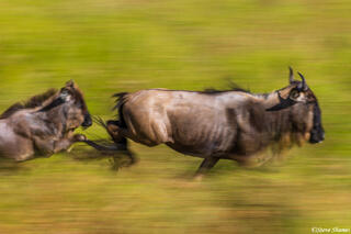 Serengeti--Running Wildebeests