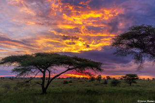 Serengeti--Sunset Scene