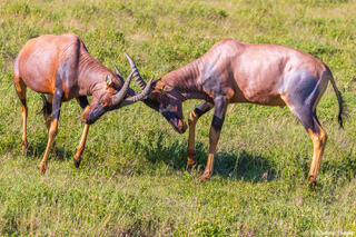 Serengeti--Topi's Rutting