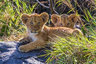 Serengeti--Two Lion Cubs