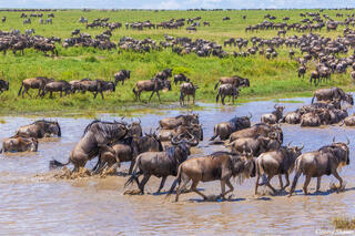 Serengeti--Wildebeest Mating