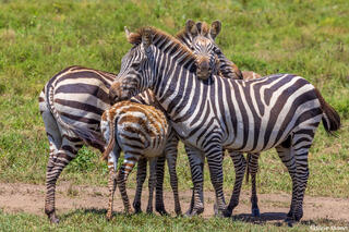 Serengeti--Zebra Huddle