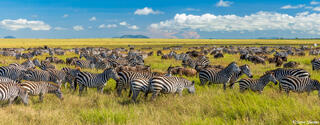 Serengeti--Zebra Wildebeest Scene