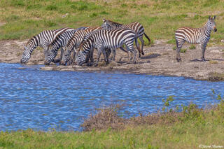 Serengeti--Zebras at Waterhole