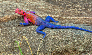 Serengeti-African Agama Lizard