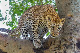 Serengeti-African Leopard