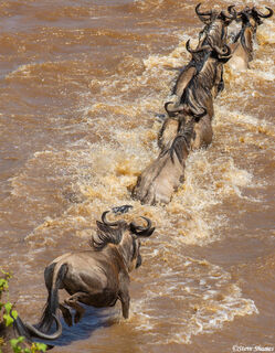 Serengeti-African Wildebeest Jumping
