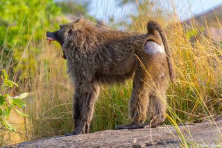 Serengeti-Baboon Yawning