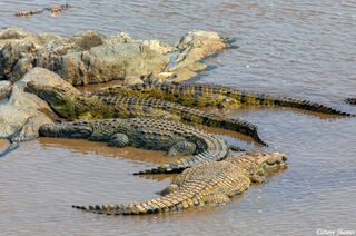 Serengeti-Bask of Crocodiles
