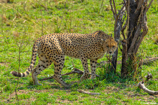 Serengeti-Cheetah on Lookout
