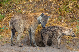 Serengeti-Hyena Den