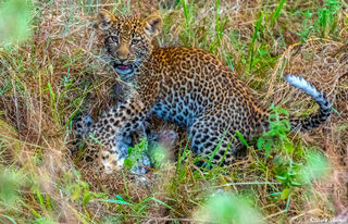 Serengeti-Leopard Cub