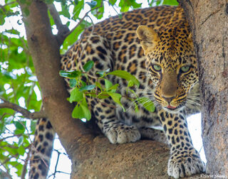Serengeti-Leopard Hiding
