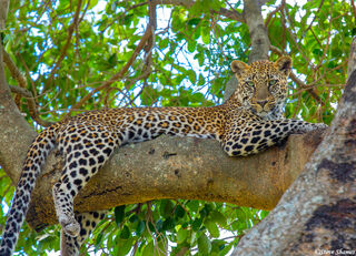 Serengeti-Leopard on Tree Branch