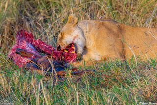 Serengeti-Lion Breakfast