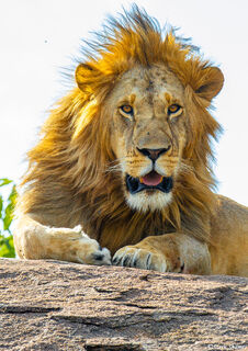 Serengeti-Lion Close Up