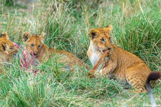 Serengeti-Lion Cubs Mealtime