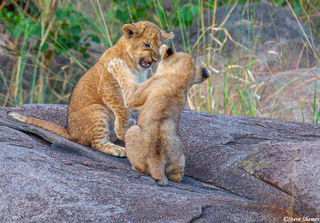 Serengeti-Lion Cubs Playing