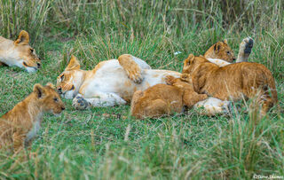Serengeti-Lion Family Life