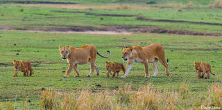 Serengeti-Lion Family on the Move