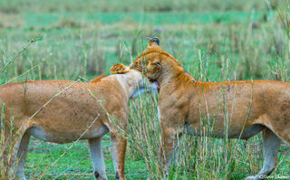 Serengeti-Lioness Sisters