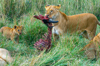 Serengeti-Lions With Topi Kill