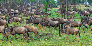 Serengeti-Lots of Gnus