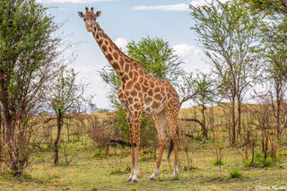 Serengeti-Masai Giraffe