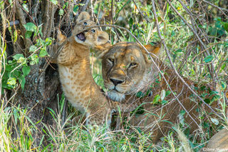 Serengeti-Mother Lion With Cub