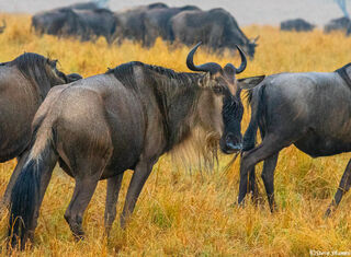 Serengeti Plains Wildebeest